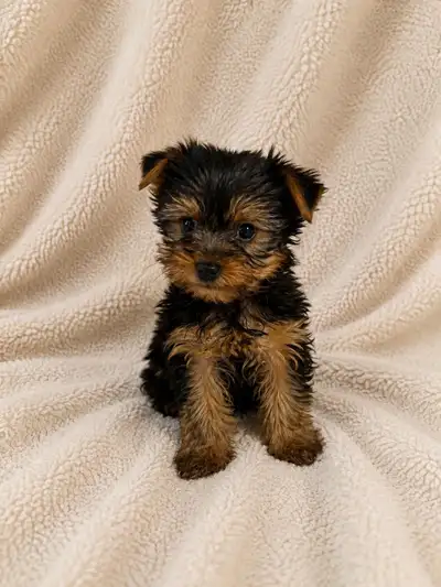 Yorkie puppies, View more