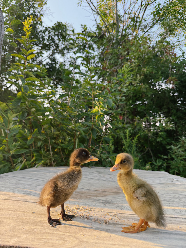 2 Indian runner ducklings  in Livestock in Chatham-Kent