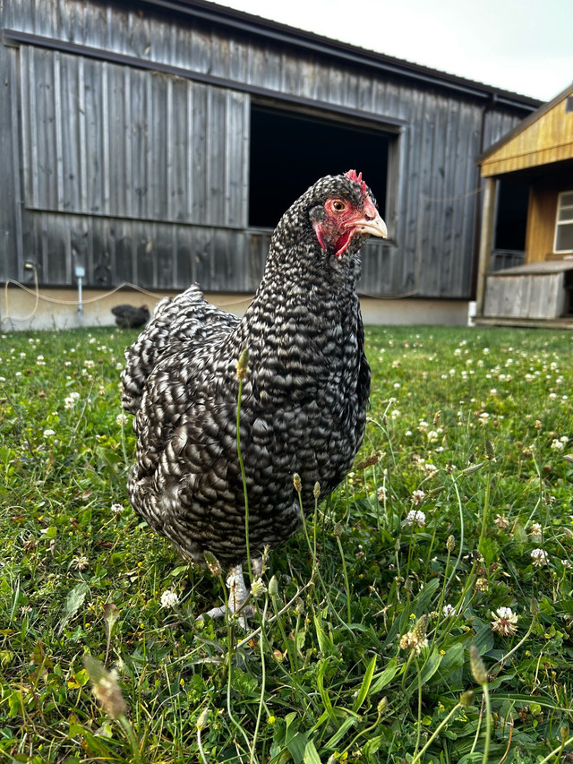 Hatching Eggs - Rare Dual Purpose Breed in Livestock in Stratford - Image 4