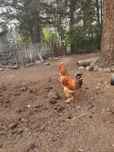 Free Gentle Giant Brahma rooster, View more