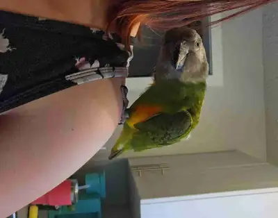 This little girl is looking for her forever home, preferably with no other birds as she doesnt seem...