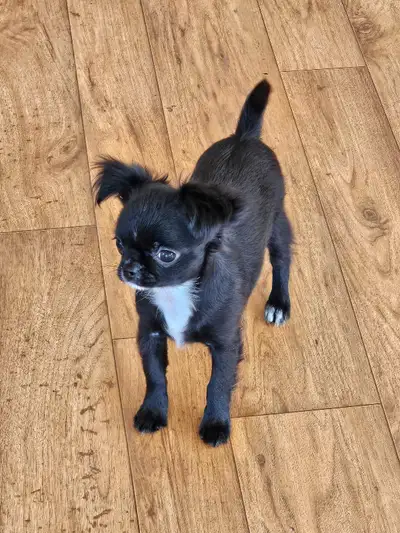 CKC reg. Chihuahua puppies, View more