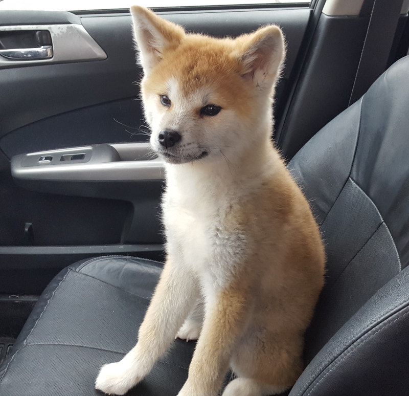 Japanese Akita Inu Puppies Dogs & Puppies for Rehoming Sudbury Kijiji