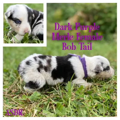 ASDR Australian Shepherds, View more
