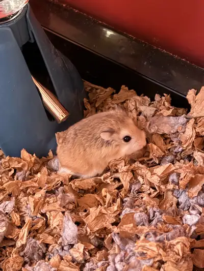 Female hamster and all her supplies. Tank was expensive. Willing to sell for less without the tank b...