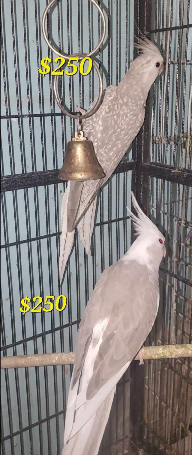 Cockatiel for Sale!!! in Birds for Rehoming in City of Toronto - Image 3
