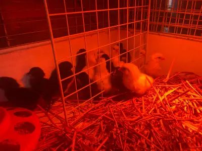 Day Old Chicks , View more