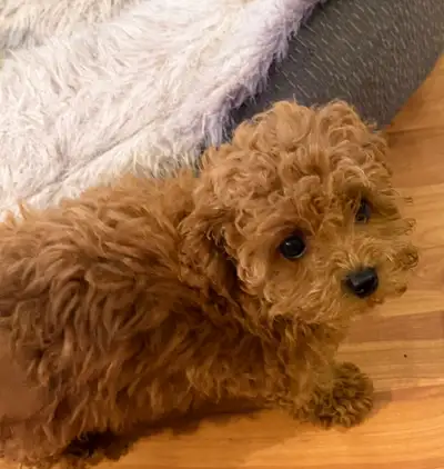 ❤️ Tiny  Toy Poodle Girl Puppy ❤️, View more
