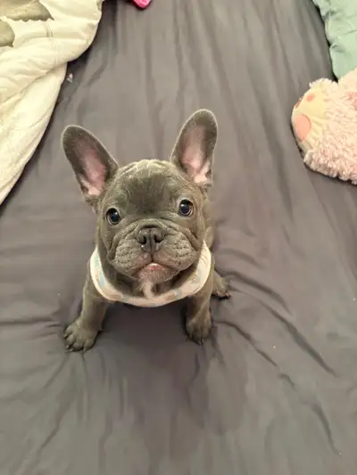 Dernière femelle Bulldog Français pure race disponible !, View more