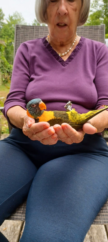 Lorikeet parrot very tame,talk,dance,sociabilize in Birds for Rehoming in Oshawa / Durham Region - Image 4