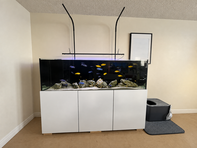 125 Gallon Aquarium with Custom Stand and Sump, View more