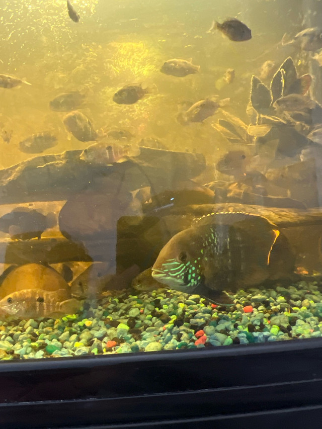 gold saum/green terror for rehome or trade for different fish in Fish for Rehoming in Red Deer - Image 4