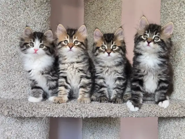 Beautiful TICA registered Siberian kittens