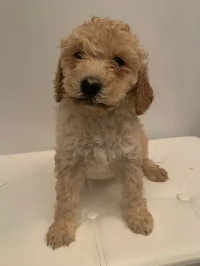 Golden doodle F1B  male and female puppies  amazing colors, View more