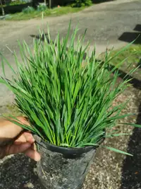Fresh wheat grass