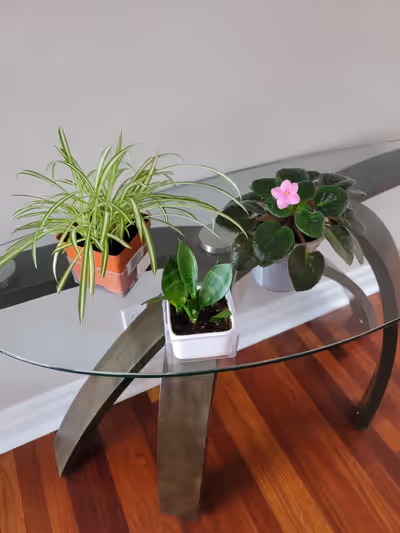 A variety of healthy indoor plants includes from left to right a spider plant, sansevieria and an af...