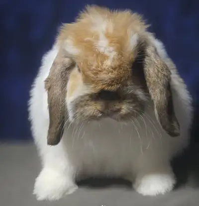 Broken Black Fox Holland Lop Buck - North Bay ON, View more