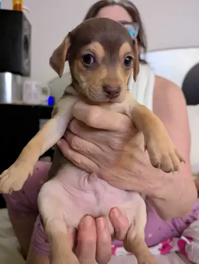Adorable Chihuahua Puppy , View more