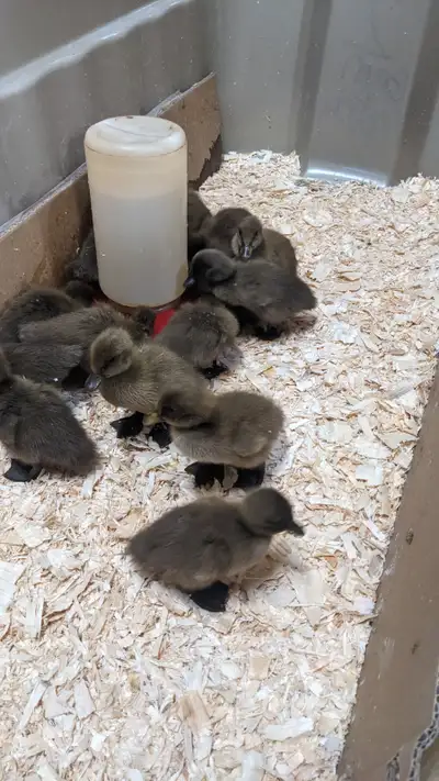 SOLD OUT Pure khaki campbell ducklings, View more