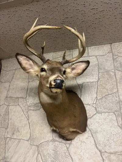 Pet and Smoke Free Home