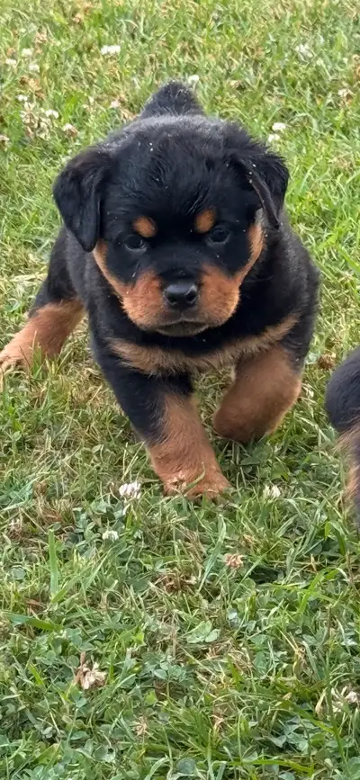 ROTTWEILER PUPPIES GERMAN BLOODLINE , View more
