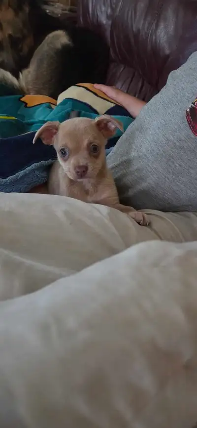  Chiots, chihuahuas, tête de chevreuil , View more