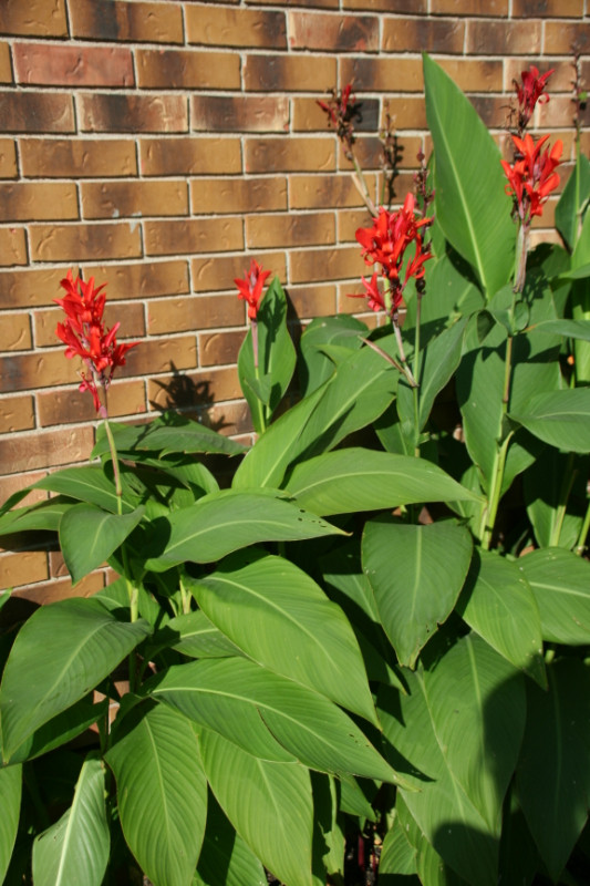 CANNA LILLY BULBS w RED Flowers 10 for $20 also other SEEDS ave. in Plants, Fertilizer & Soil in Winnipeg - Image 4