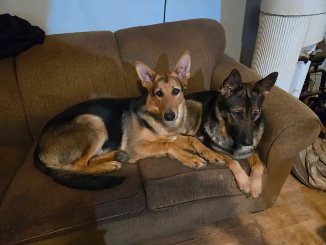 GERMAN SHEPHERD PUPPIES PURE BREED READY to go in Dogs & Puppies for Rehoming in St. Catharines - Image 5