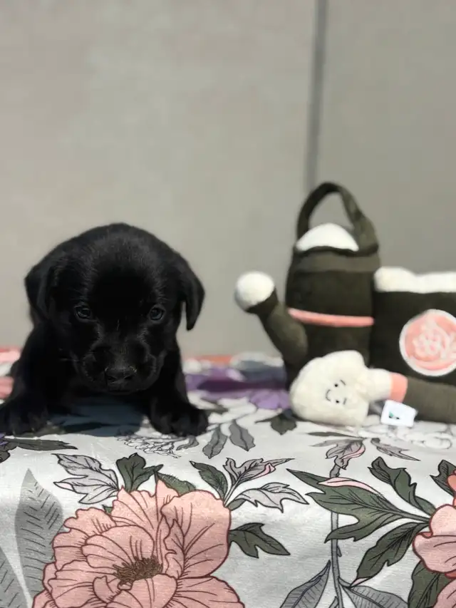 chiot labrador pure race in Dogs & Puppies for Rehoming in Laval / North Shore - Image 2