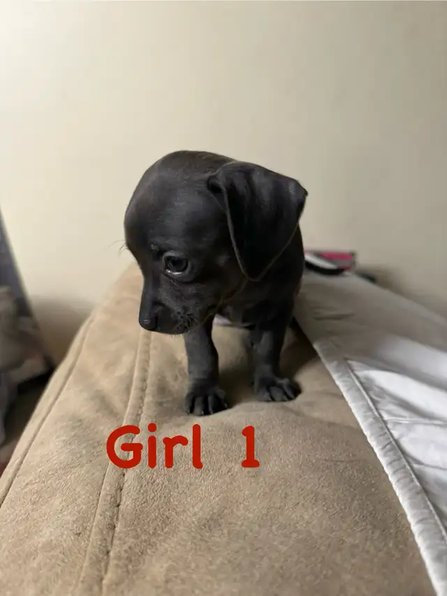 Cutest Chihuahua/ Min pin cross puppies in Dogs & Puppies for Rehoming in Cambridge - Image 7