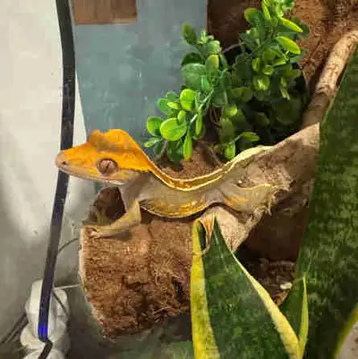 Looking to rehome our 2 year old Male Crested Gecko I do believe he is Harlequin Includes terrarium,...