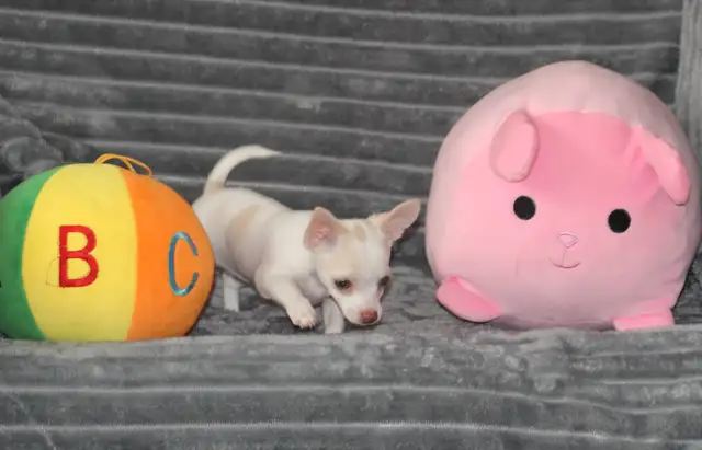 Chihuahua❤️Femelle mini yeux bleu❤️Protection100% .Garantie. ★★★ in Dogs & Puppies for Rehoming in Laval / North Shore - Image 6