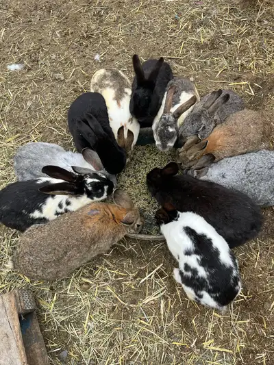 Breeding Rabbits , View more