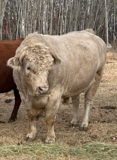 Charolais Angus X Bull, View more