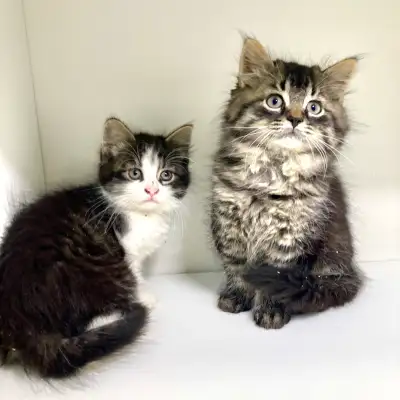 Tabby Kittens! , View more