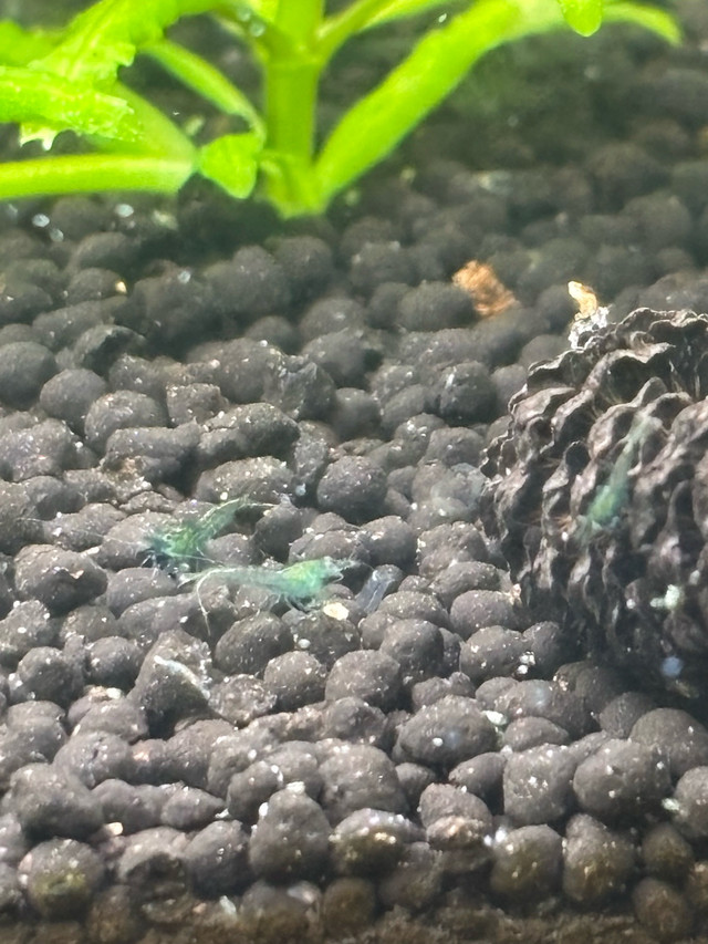 green jade neocaridinas  in Fish for Rehoming in Red Deer - Image 4