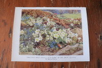 Vintage Botanical Print - Christmas Roses and Glory Of The Snow