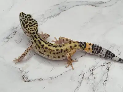 Meet this adorable normal leopard gecko juvenile, a fantastic addition to any reptile enthusiast's c...