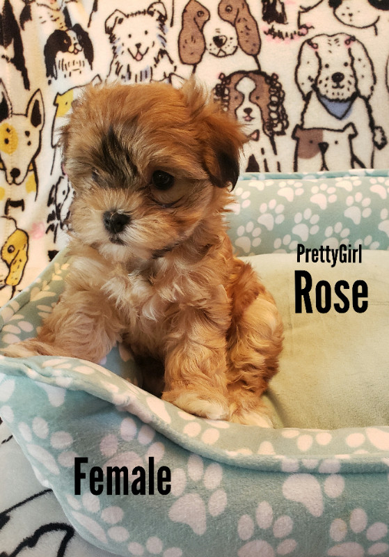 Beautiful Hypoallergenic Shorkie Maltese Puppies!  Stunning in Dogs & Puppies for Rehoming in Edmonton - Image 2
