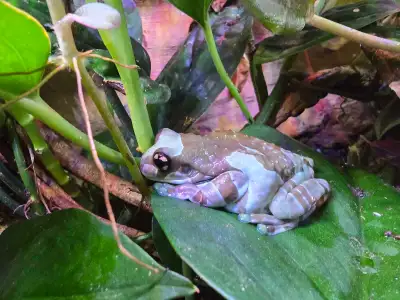 5 adult amazon milk frogs Saskatoon/ Prince Albert, View more