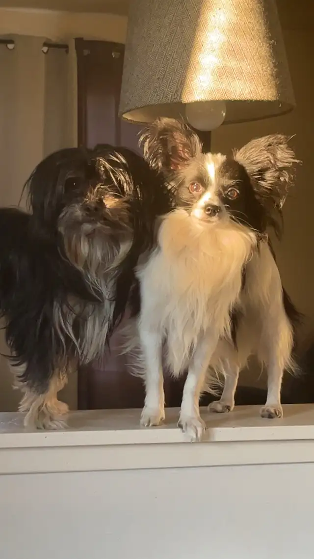 Pappilion x Chinese crested puppies | Dogs & Puppies for Rehoming ...