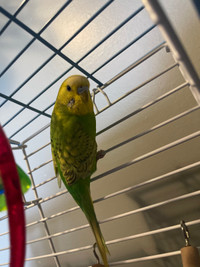 Budgie for Sale