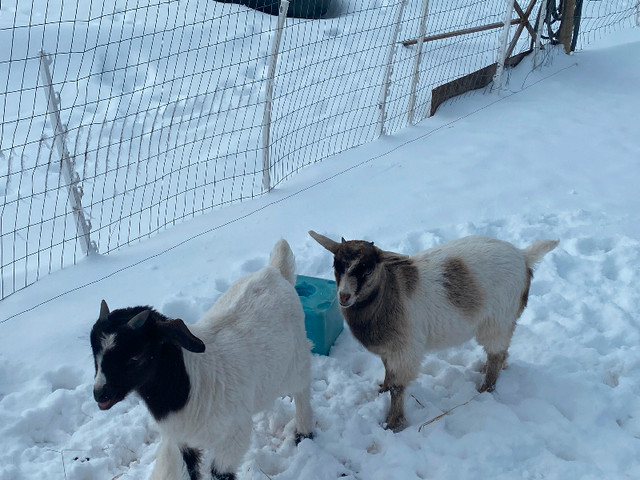 Baby goats in Livestock in Calgary