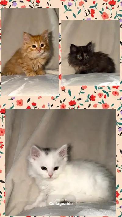 Gorgeous Purebred Siberian Kittens Available, View more