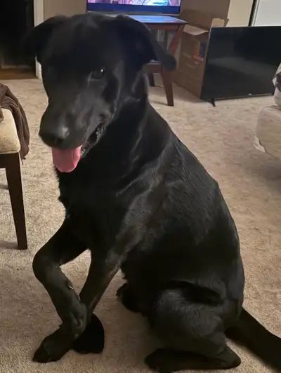 1 Year Old Black Labrador and German Shepherd Mix, View more