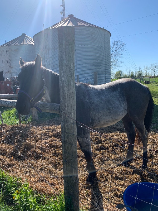 3 year old blue roan quarter horse gelding for sale Horses & Ponies