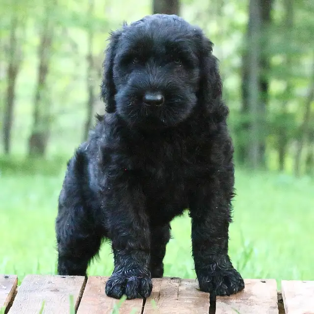 Black Russian Terrier CKC registration in Dogs & Puppies for Rehoming in Oakville / Halton Region - Image 2