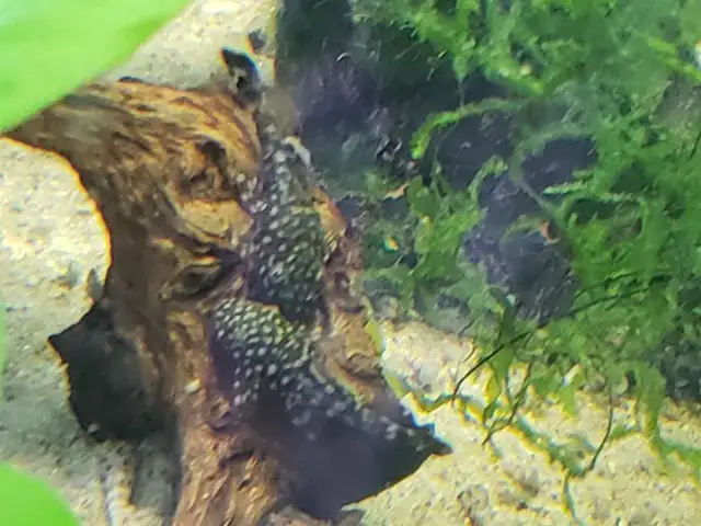 Baby Bristlenose Plecos in Fish for Rehoming in City of Toronto - Image 2
