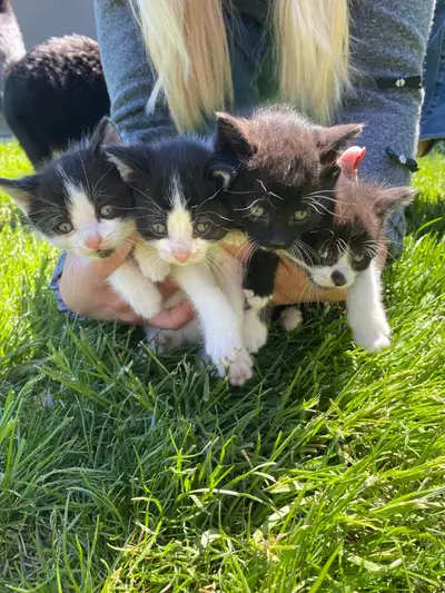 kittens for rehomimg, View more