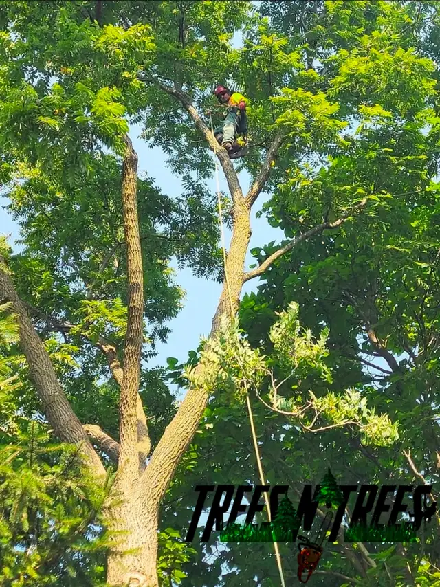 TREES N TREES CONTACT US NOW OPEN 24HRS / 647-700-4447 in Lawn, Tree Maintenance & Eavestrough in City of Toronto - Image 8